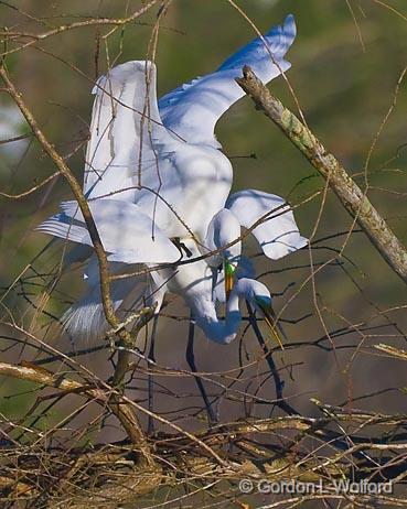 Breeding Egrets_45555.jpg - Great Egret (Ardea alba)Photographed at Lake Martin near Breaux Bridge, Louisiana, USA.